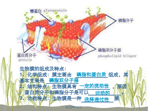 物质跨膜运输的方式(上课)pptPPT课件