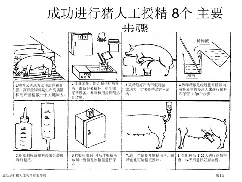 成功进行猪人工授精重要步骤