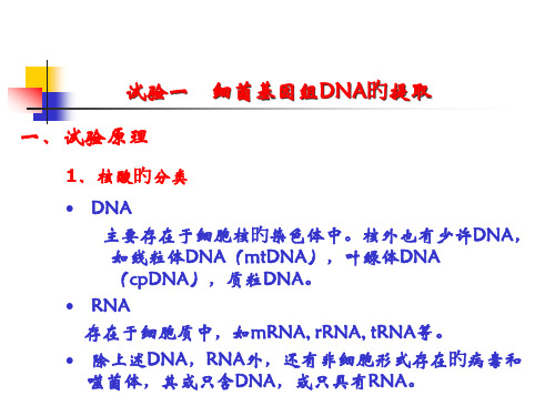 实验细菌基因组DNA的提取