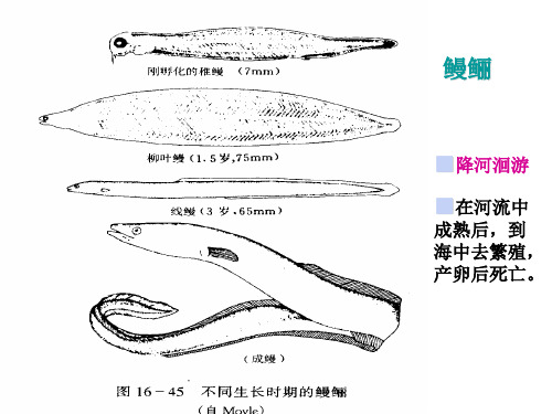 动物学教学课件：鱼纲课件3