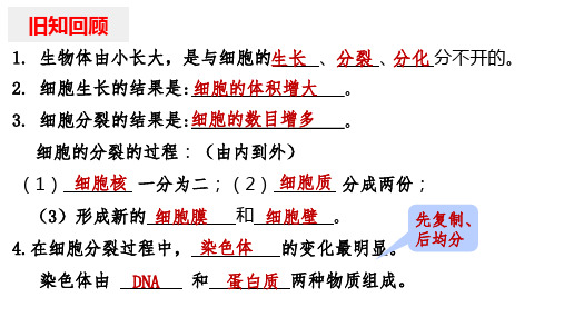 2.2.2动物体的结构层次课件-2024--2025学年人教版生物七年级上册