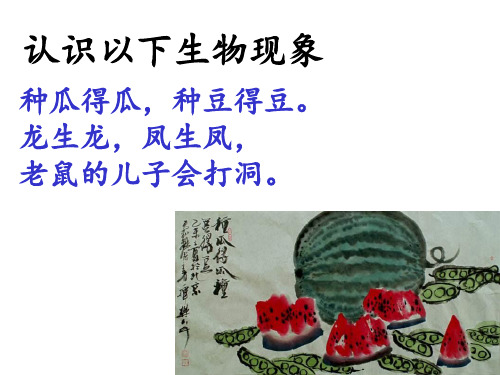 第四章第一节遗传的物质基础课件2021--2022学年济南版八年级上册