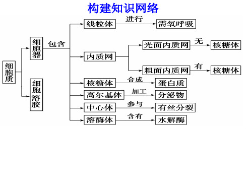 主要细胞器的结构和功能叶绿体液泡线粒体核糖体课件