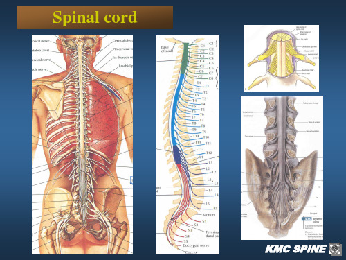 anatomy spine-颈椎解剖 (2)