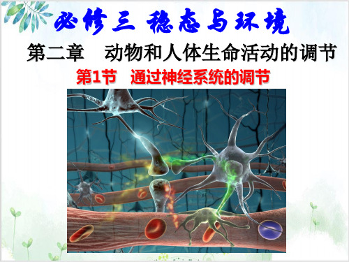 人教版高中生物必修三课件-通过神经系统的调节(54张)-PPT优秀课件