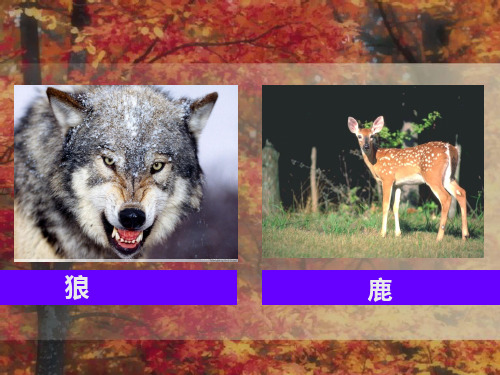 部编六年级上人教《14 鹿和狼的故事》王彩萍PPT课件 一等奖新名师优质课获奖比赛公开免费下载