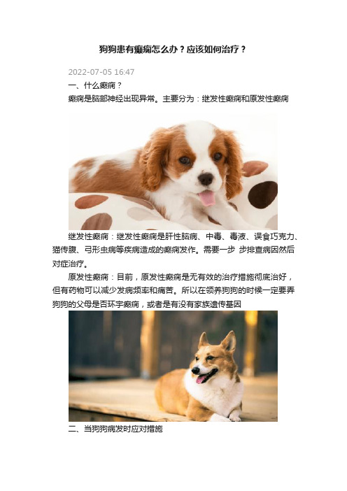 狗狗患有癫痫怎么办？应该如何治疗？