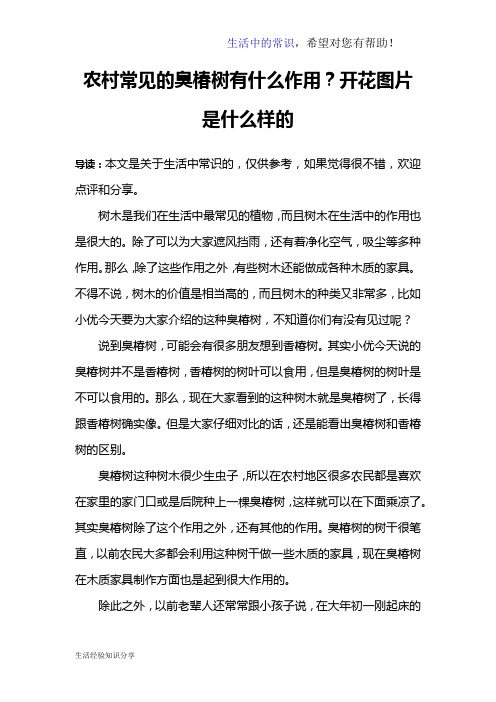 农村常见的臭椿树有什么作用？开花图片是什么样的