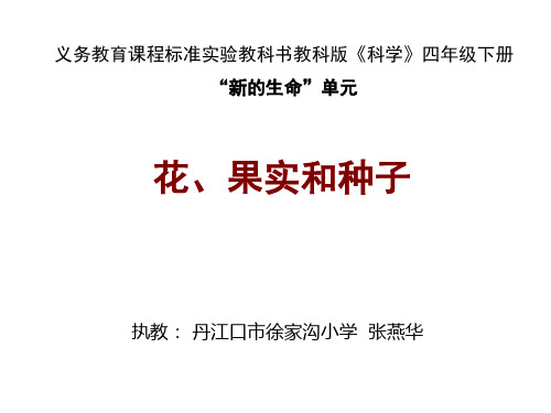 小学科学花、果实和种子(新编教材)