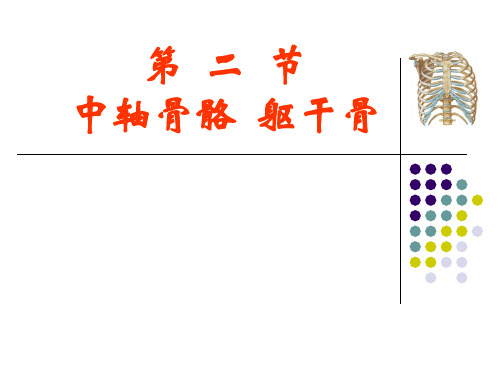 躯干骨1 人体解剖学