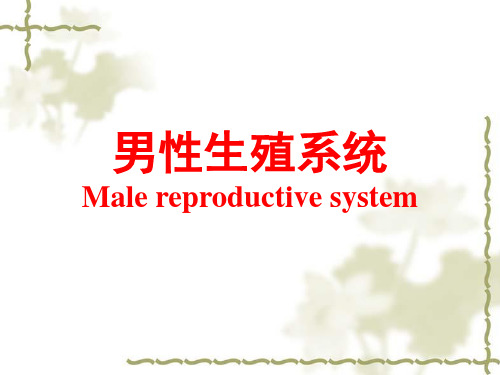 男性生殖系统.ppt