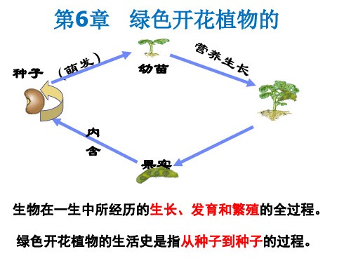 种子萌发形成幼苗PPT教学课件