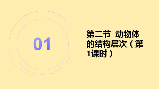 〖生物〗动物体的结构层次第1课时课件 2024-2025学年人教版生物七年级上册