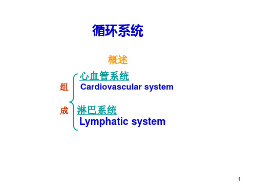 循环系统