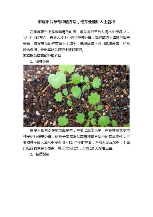 家庭阳台草莓种植方法，催芽处理后入土栽种