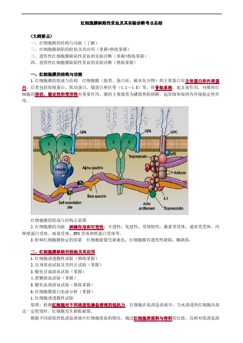 红细胞膜缺陷性贫血及其实验诊断考点总结