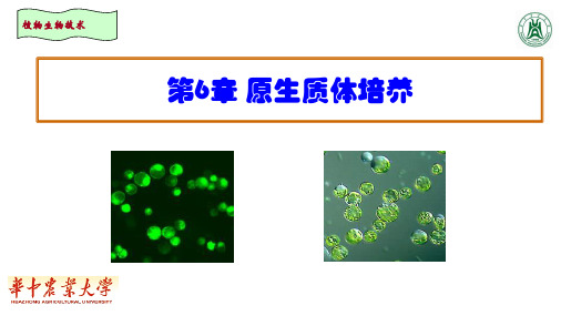 植物生物技术：第6章 原生质体培养