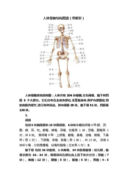 人体骨骼结构图谱（带解析）