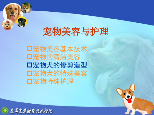 3宠物犬的修剪造型教学培训课件