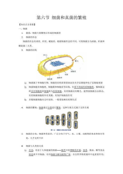 1.6 细菌和真菌的繁殖(原卷版)——2020-2021学年科学七年级下册讲练测(浙教版)