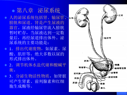 组织学与解剖学  泌尿系统