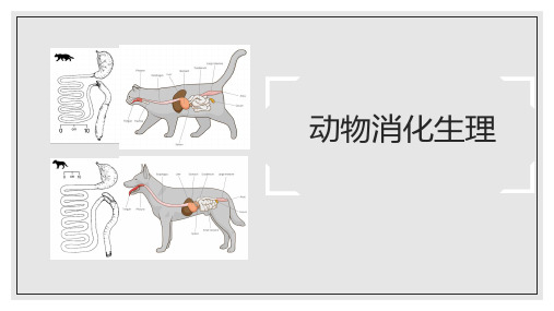 《动物解剖生理》4-2消化生理