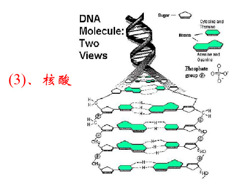 生命与化学-2ppt课件