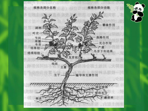 葡萄栽培学 第二章 葡萄的生物学特性