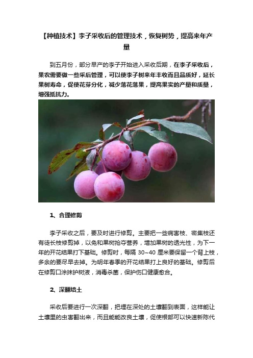 【种植技术】李子采收后的管理技术，恢复树势，提高来年产量