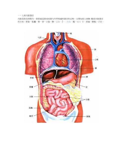 人体内脏器官