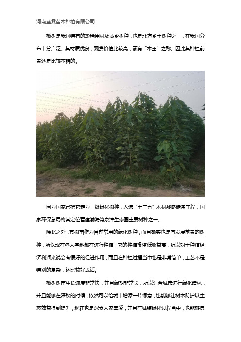 楸树的种植前景