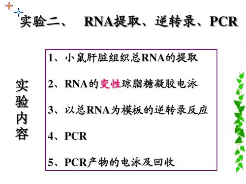 分生实验