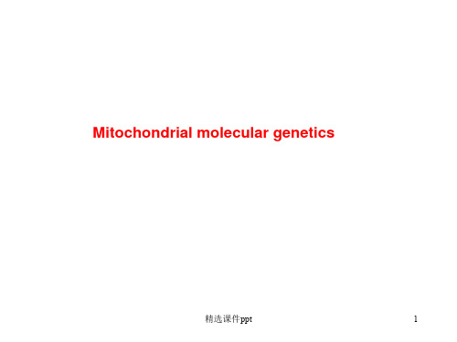 《线粒体基因组》PPT课件
