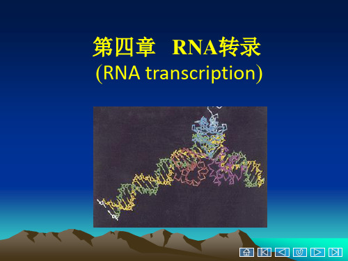 第五章RNA的转录图