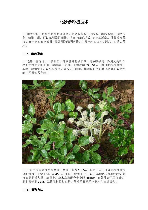 北沙参种植技术