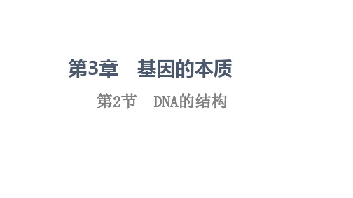 DNA的结构(教学课件)-高一下学期生物人教版(2019)必修2