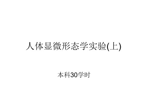 人体显微形态学实验(本科30学时)