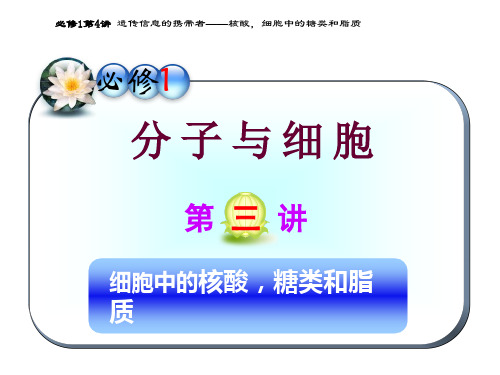 高三生物一轮复习课件(人教)细胞中的核酸、糖类和脂质