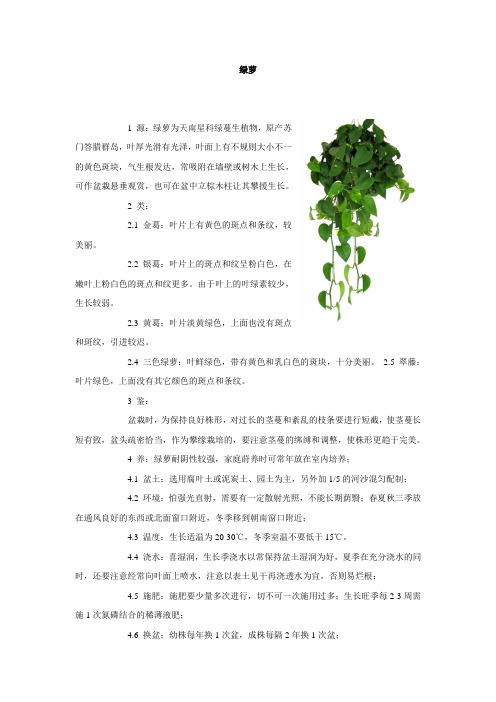 绿萝说明