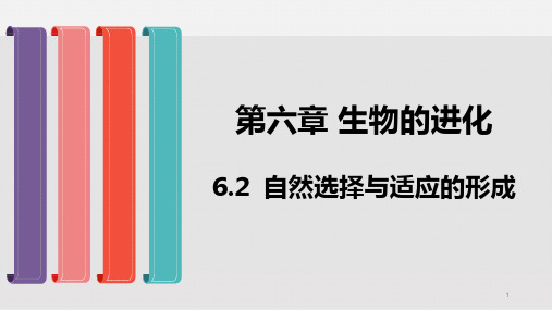 新教材生物《自然选择与适应的形成》优质ppt课件