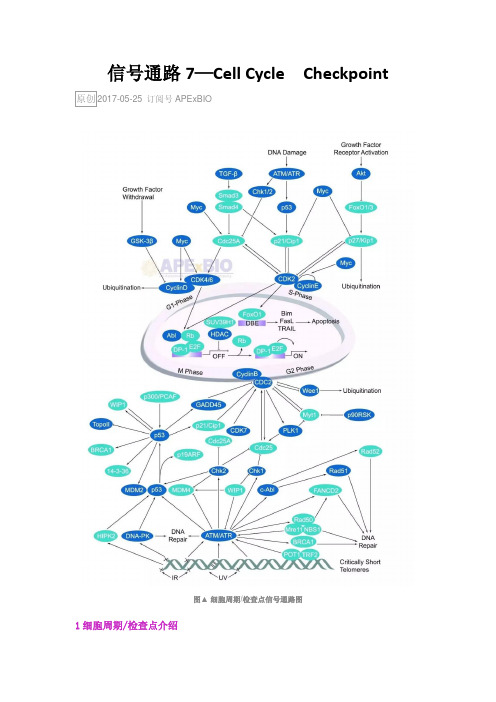 信号通路7—Cell Cycle  Checkpoint