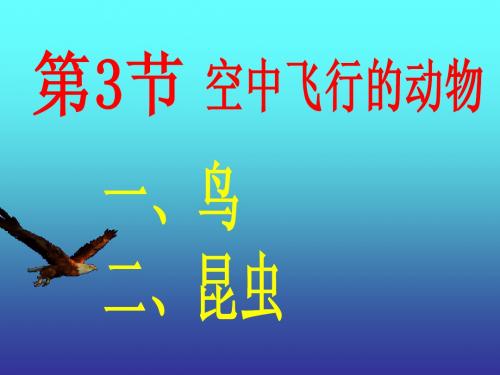 空中飞行的动物 ppt