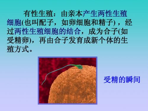 生物：2.1.1《减数分裂》课件(新人教版必修2)