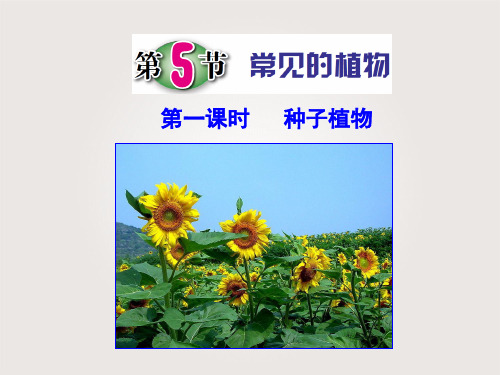 浙教版科学《常见的植物》课件ppt5