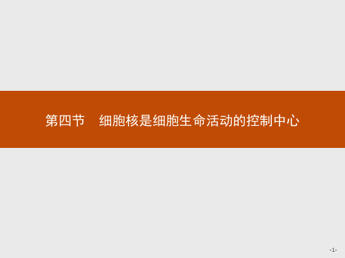 浙教版高中生物必修1 第二章 第四节 细胞核是细胞生命活动的控制中心