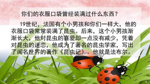 北师大版语文三年级下册装满昆虫的口袋