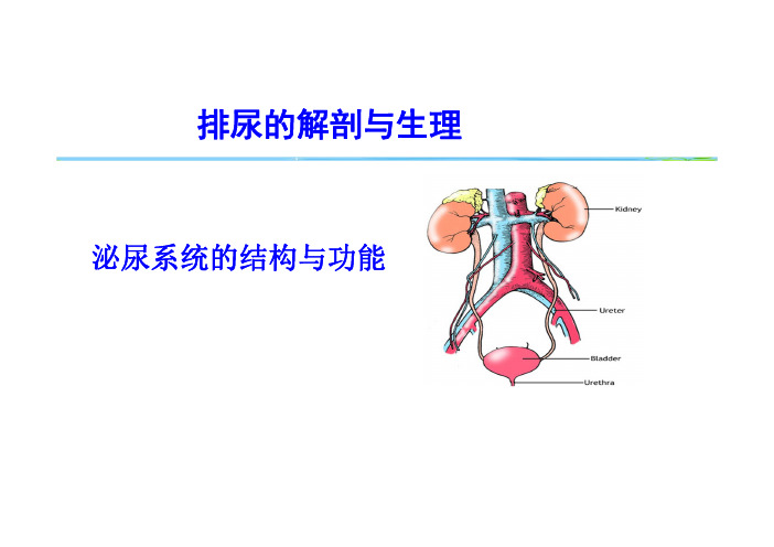 (必备)8-1 排尿的解剖与生理(ok)