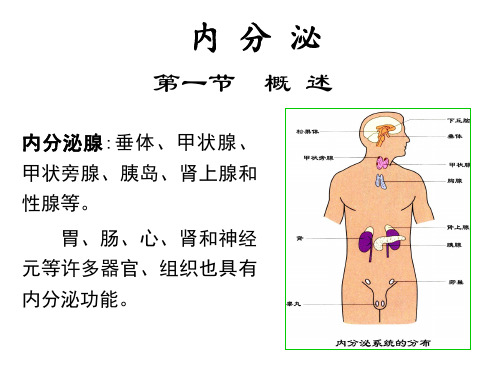 人体内分泌