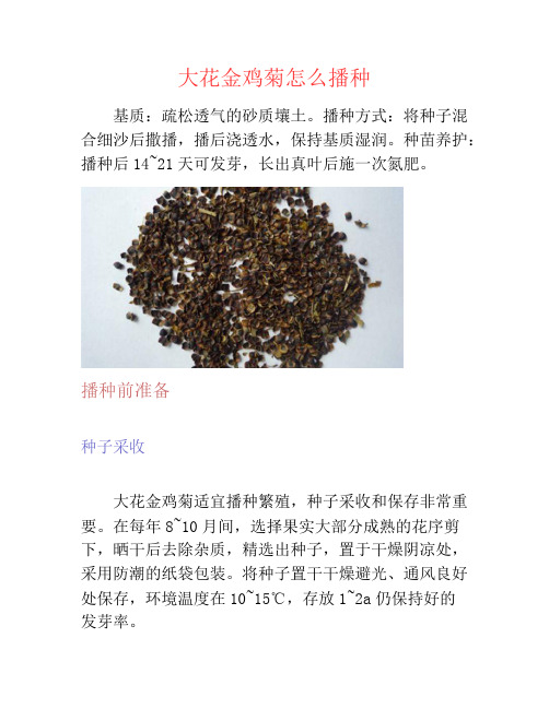 大花金鸡菊怎么播种-养花技巧