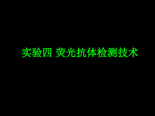 实验五 荧光抗体检测技术